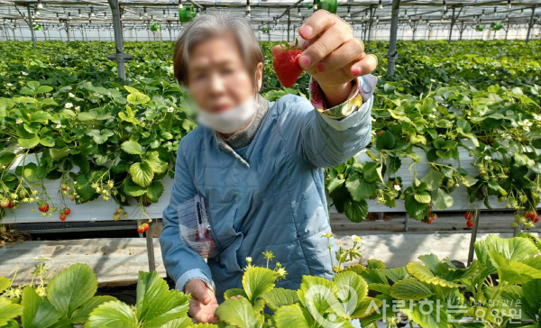 딸기 농장 체험